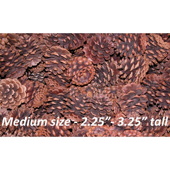 Lot of 25 Oregon Ponderosa Pine Cones Organic Medium size 2.25"- 3.25" Pinecones - Picture 3 of 3